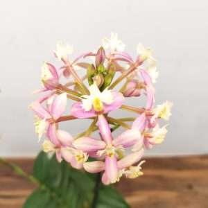 Epidendrum Radicans