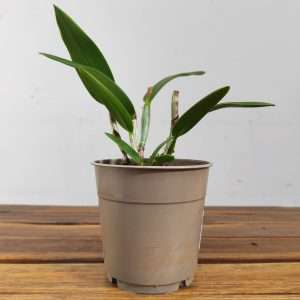 Epicattleya Volcano Trick - Sem Flor