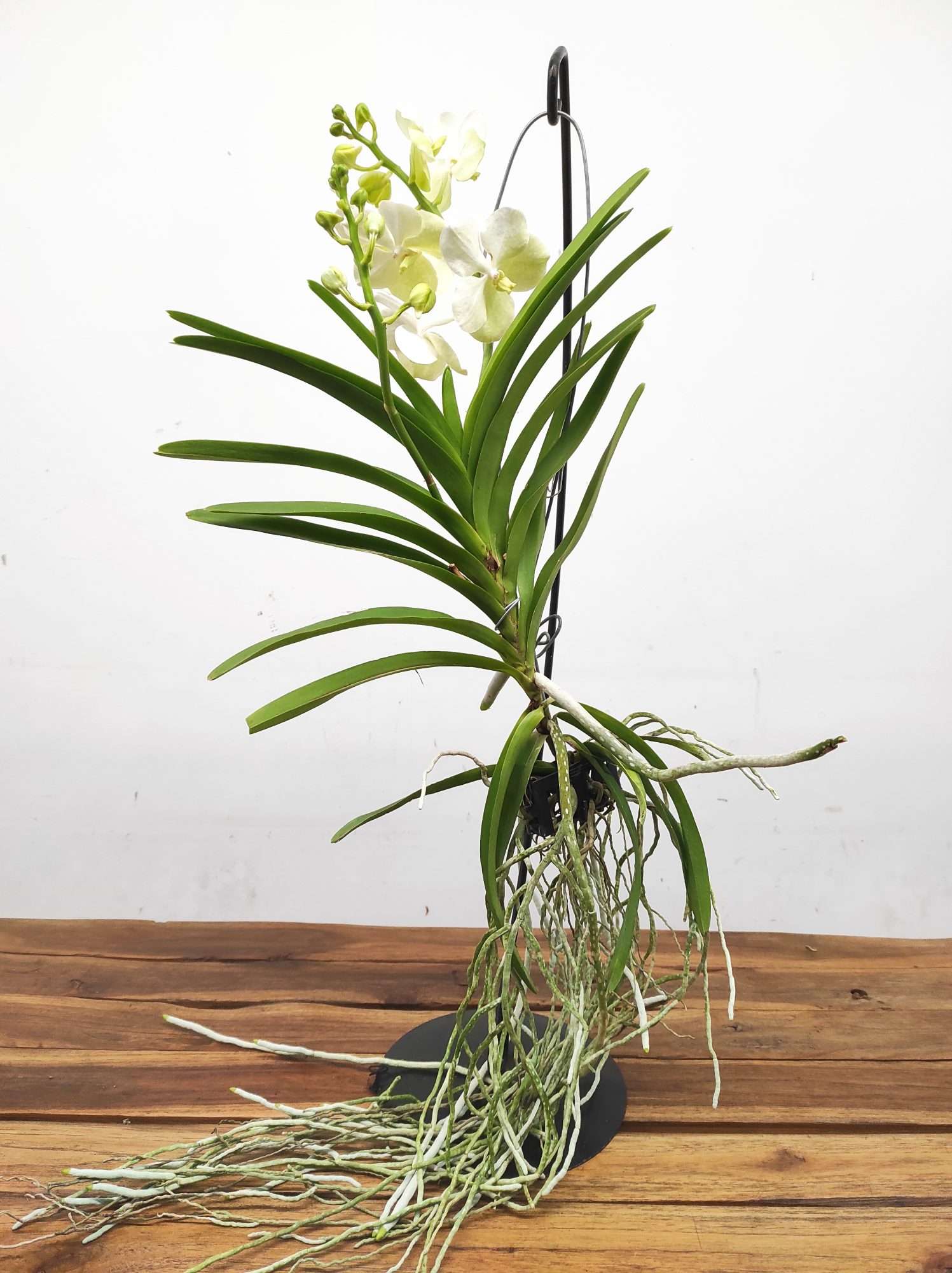 Vanda Híbrida - Image 2