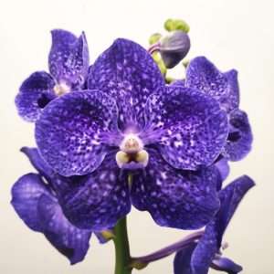 Vanda Híbrida