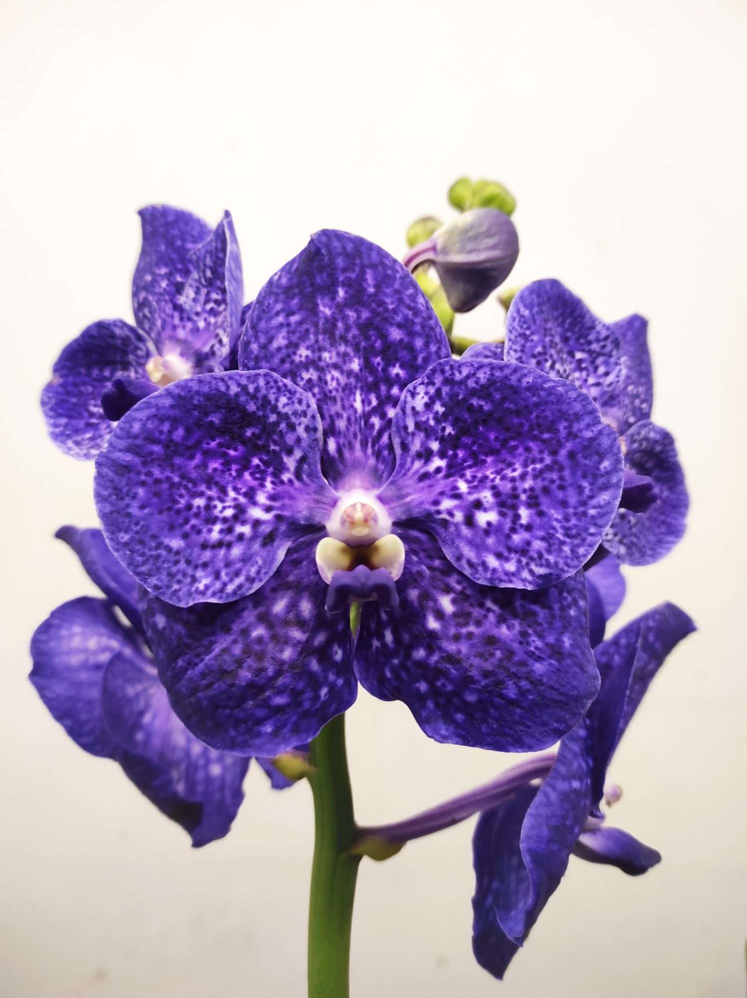 Vanda Híbrida
