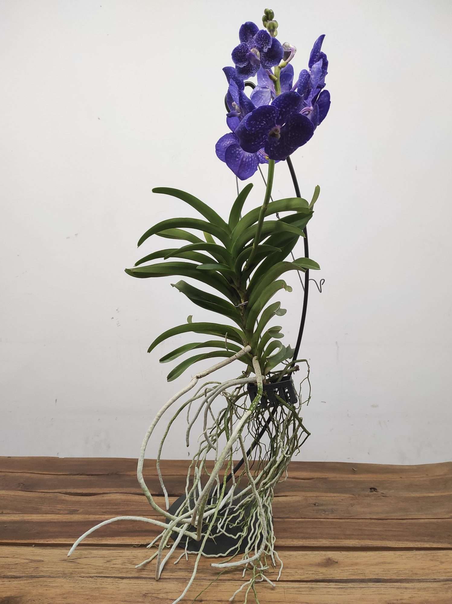 Vanda Híbrida - Image 2