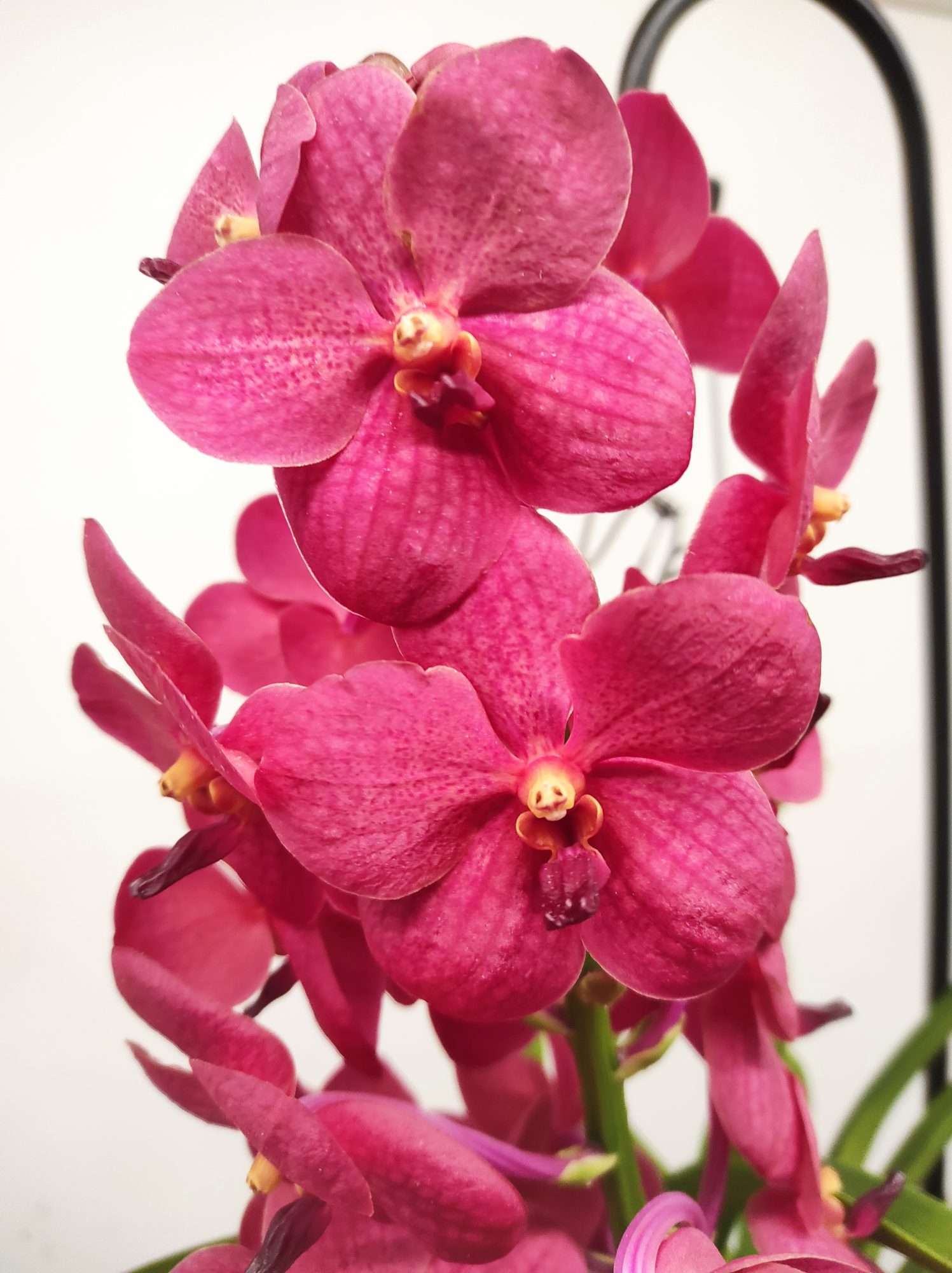 Vanda Híbrida