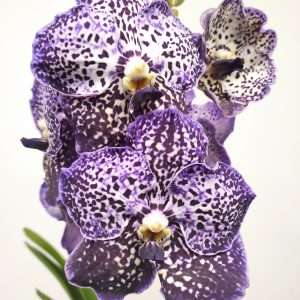Vanda Híbrida