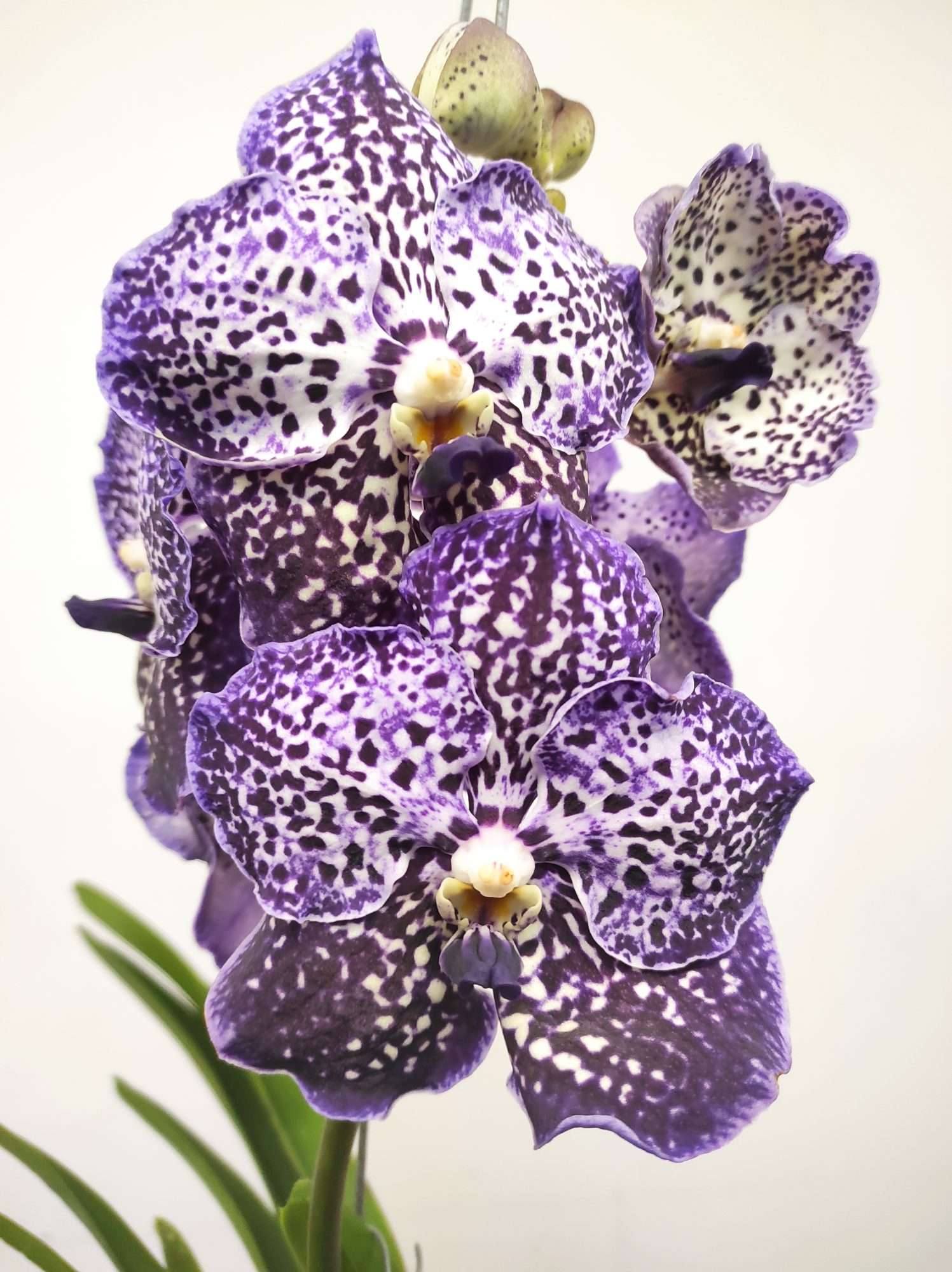 Vanda Híbrida