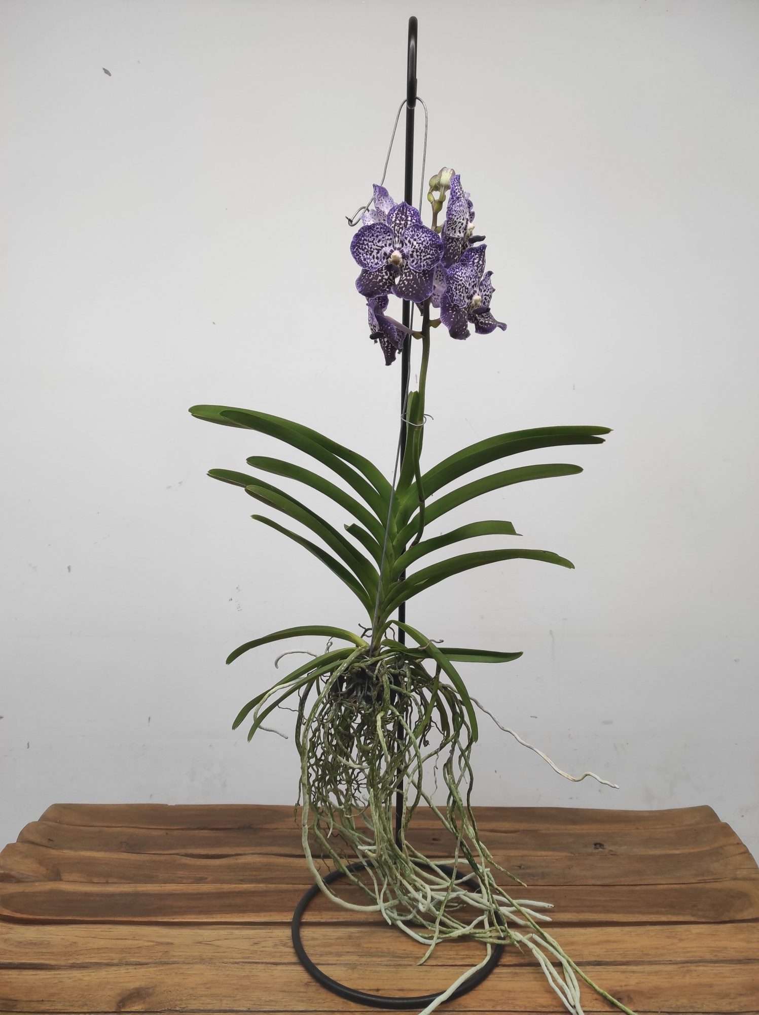 Vanda Híbrida - Image 2