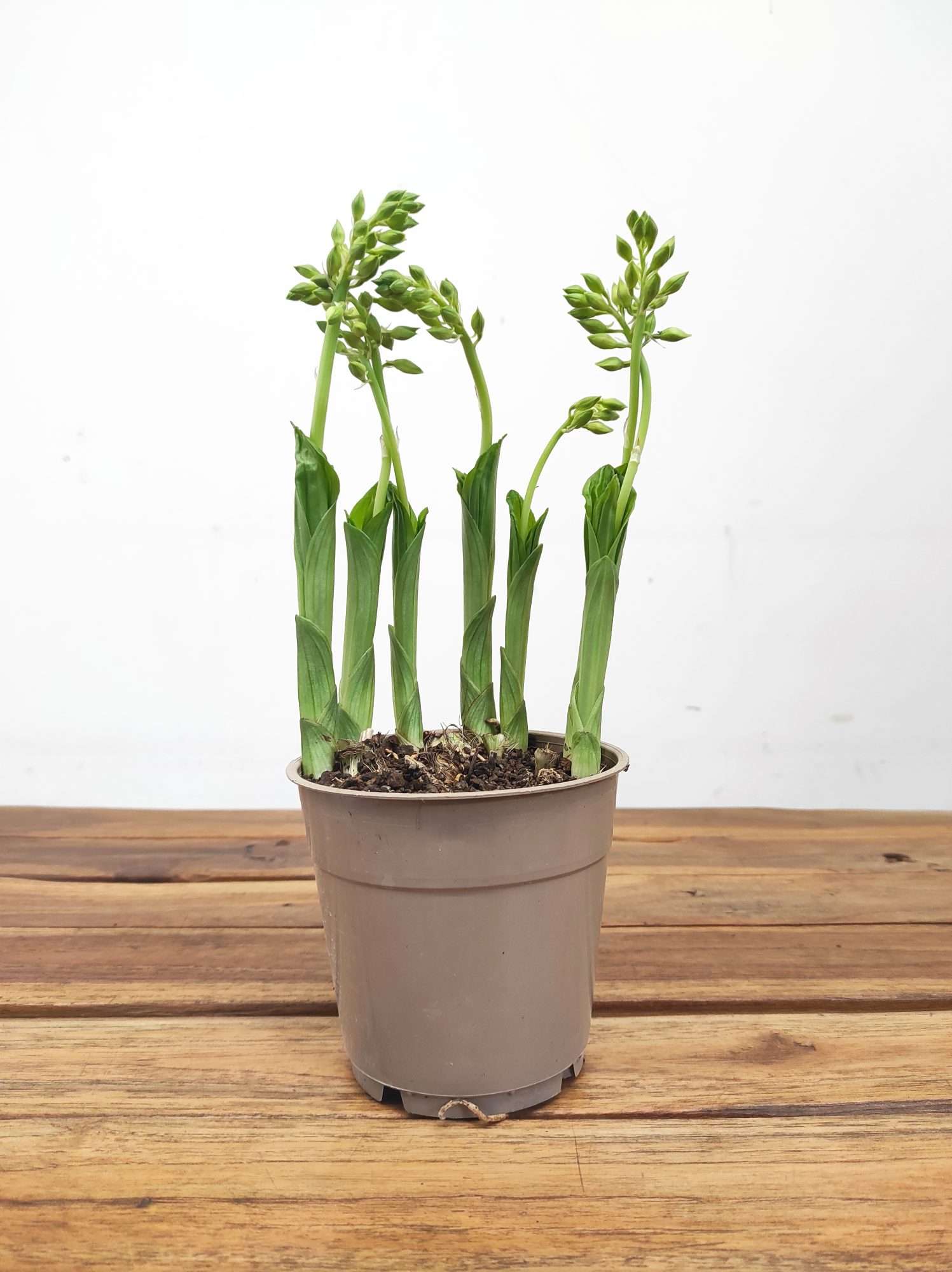 Calanthe V.12 - Image 2