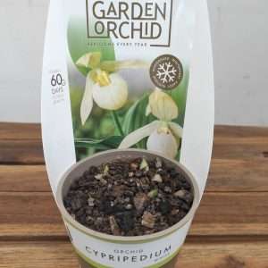 Cypripedium Branco V.12