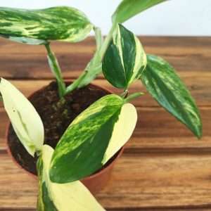 Monstera Standelayana Variegata