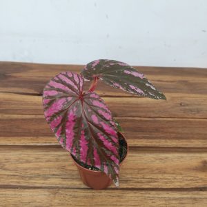 Begonia 'Brevirimosa'