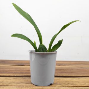 Oncidium Titanium - Sem Flor