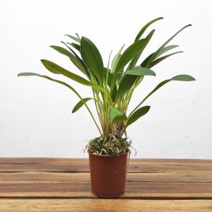 Masdevallia Ignea - Sem Flor