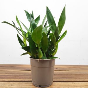 Encyclia Radiata - Sem Flor