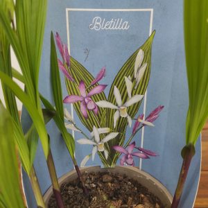 Bletilla V.12