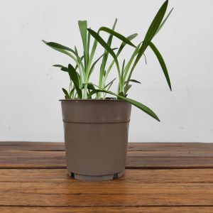 Spiranthes Branco - V.12