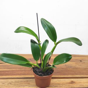 Cattleya Doris & Byron - Sem Flor