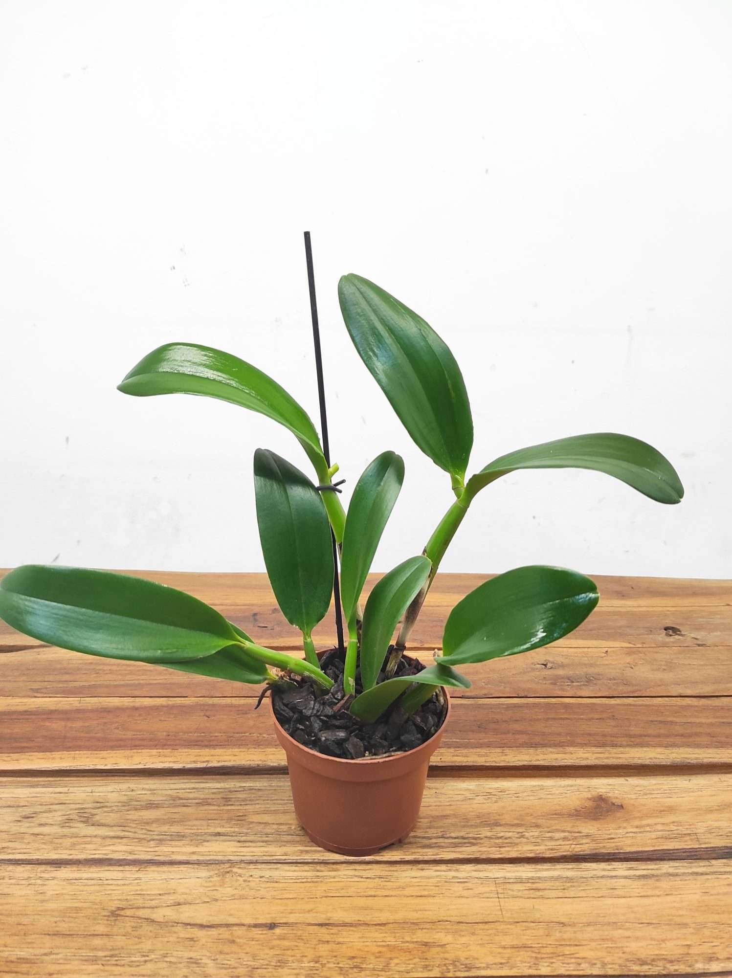 Cattleya Doris & Byron - Sem Flor