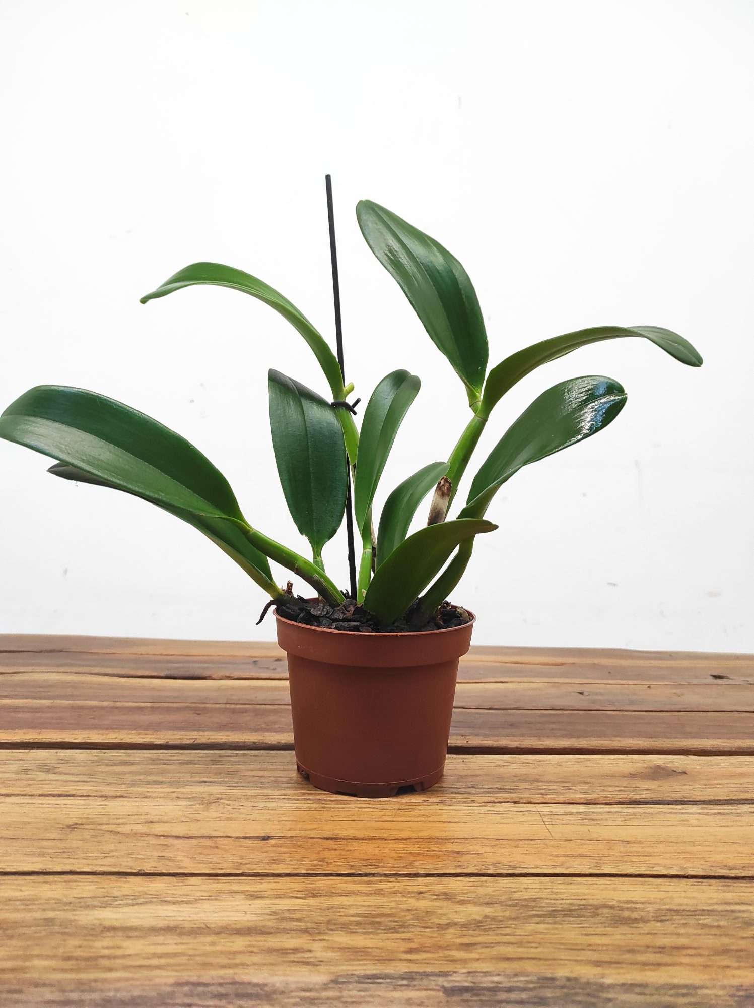 Cattleya Doris & Byron - Sem Flor - Image 2