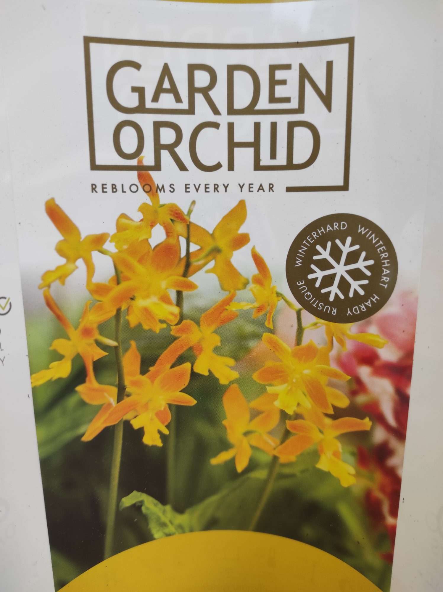 Calanthe - Sem Flor V.12 - Image 3