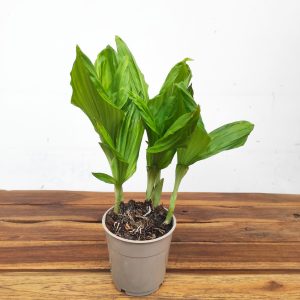 Calanthe - Sem Flor V.12