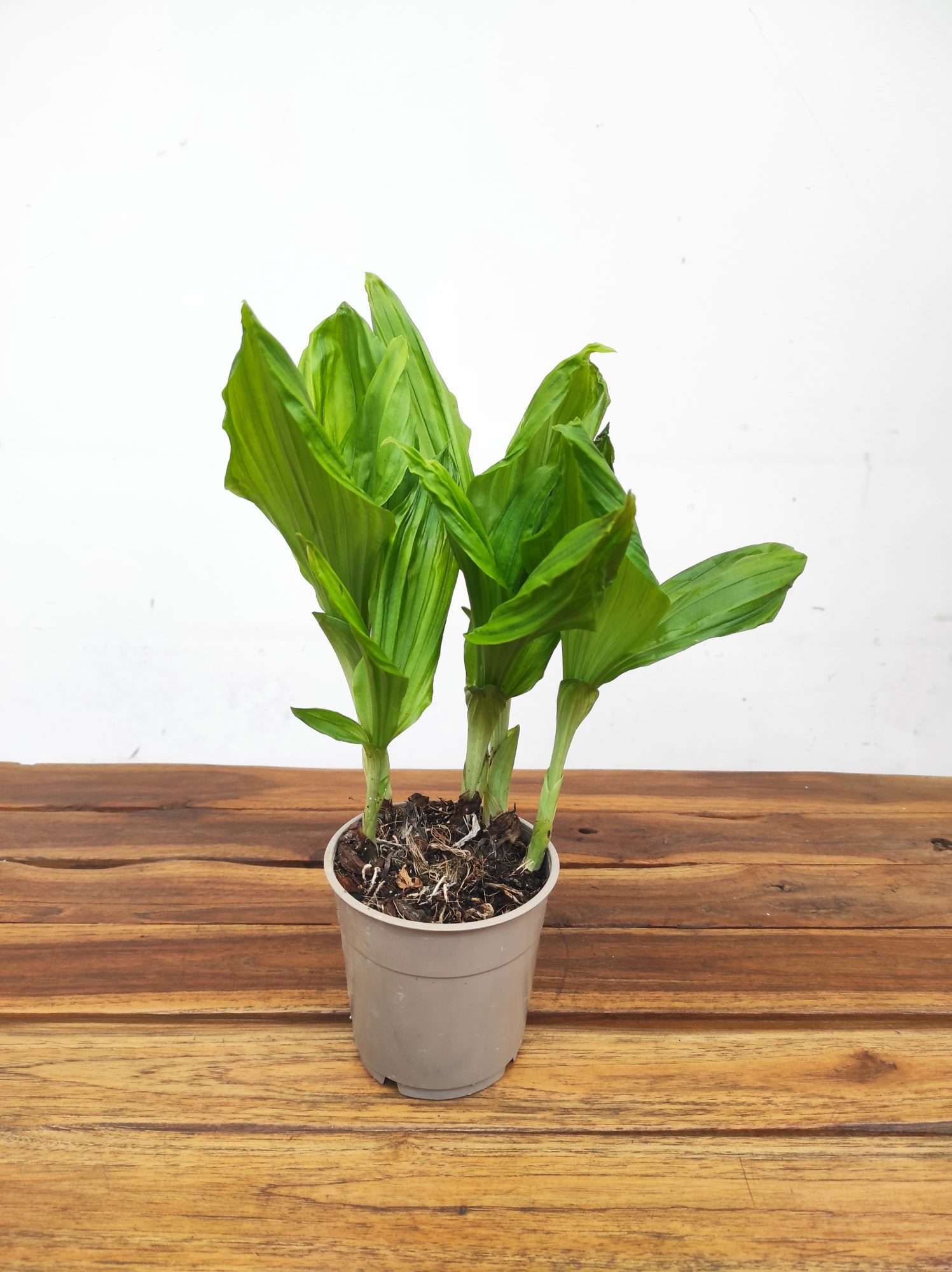 Calanthe - Sem Flor V.12