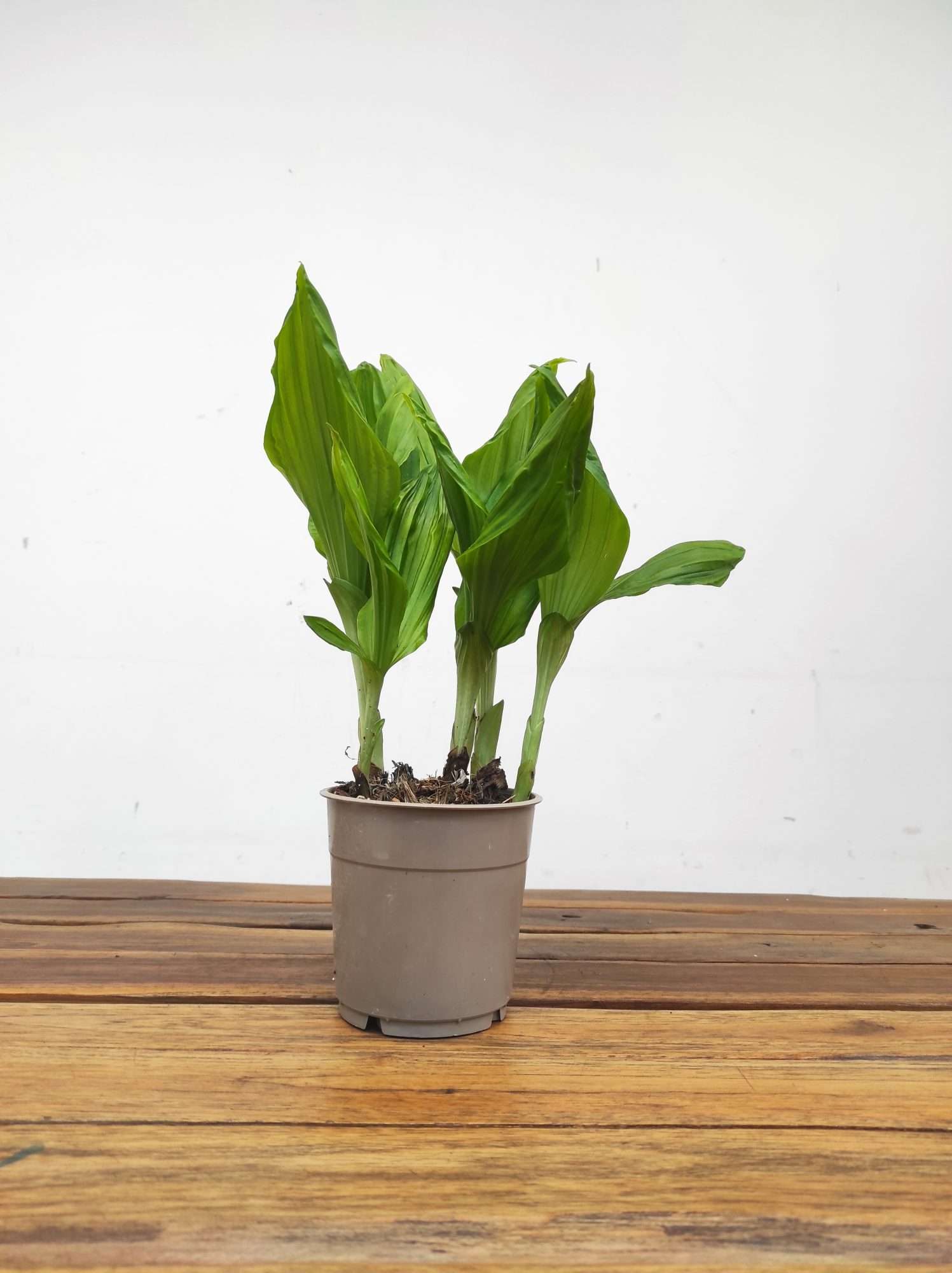 Calanthe - Sem Flor V.12 - Image 2