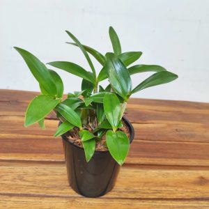 Dendrobium Kingianum X Periculatum - Sem Flor