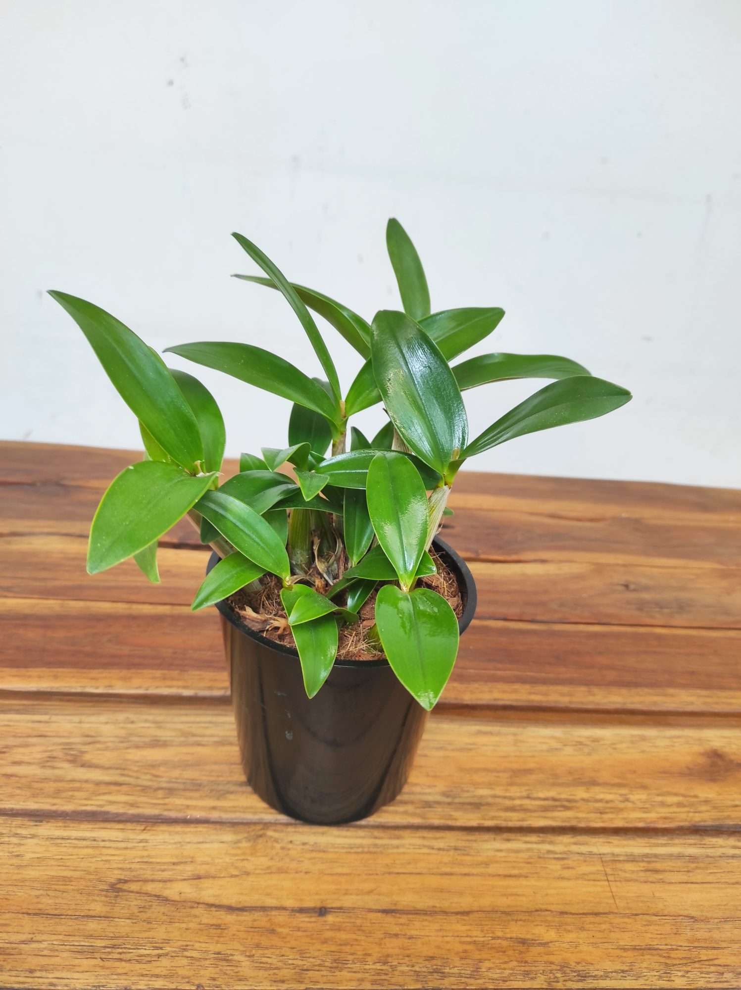 Dendrobium Kingianum X Periculatum - Sem Flor