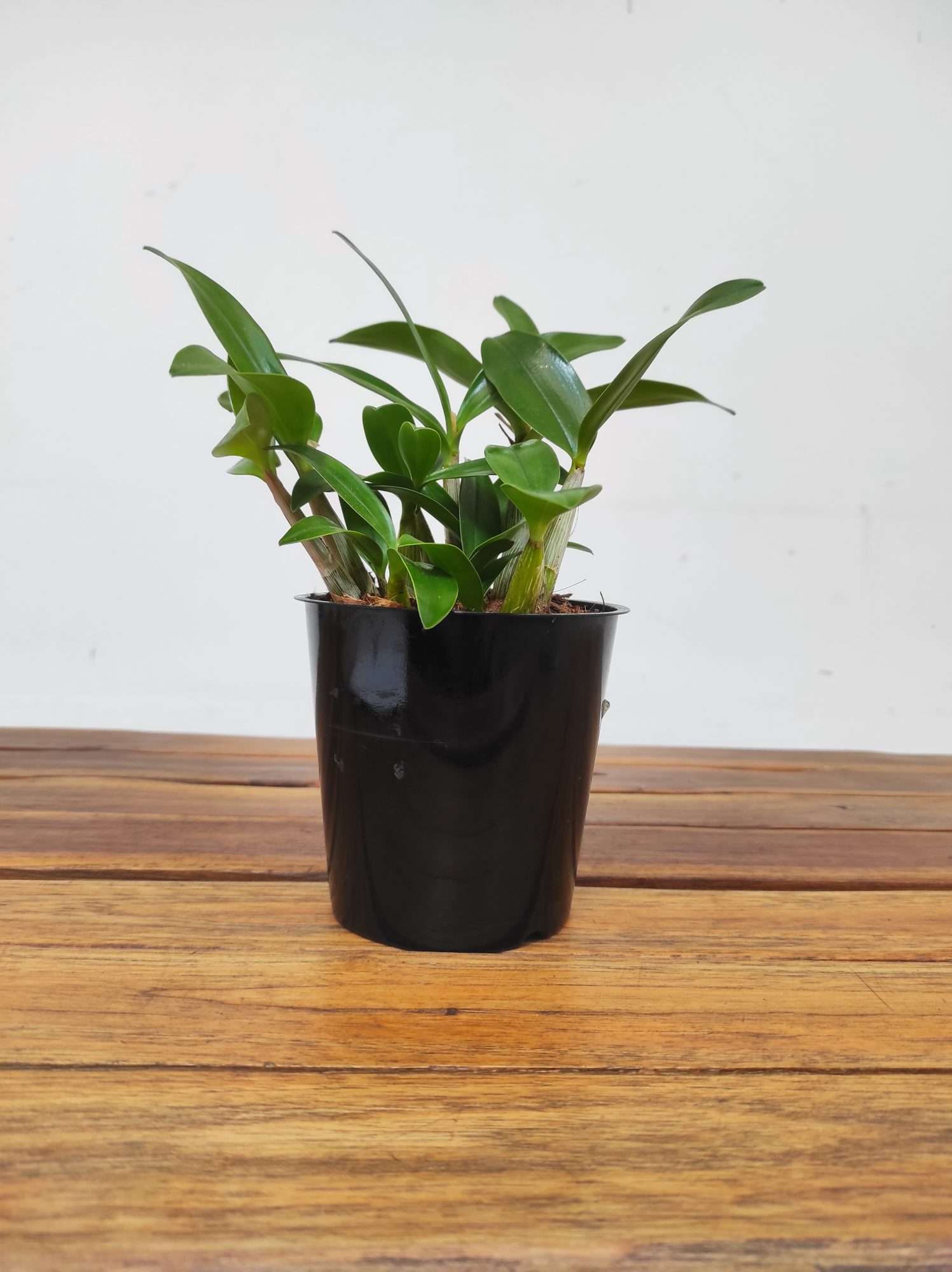 Dendrobium Kingianum X Periculatum - Sem Flor - Image 2