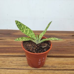 Paphiopedilum Sem Flor - V.12