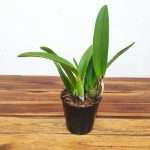 Cattleya Sem Flor  V.12