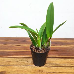 Cattleya Sem Flor  V.12