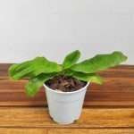Paphiopedilum Sem Flor - V.12