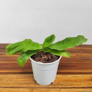 Paphiopedilum Sem Flor - V.12