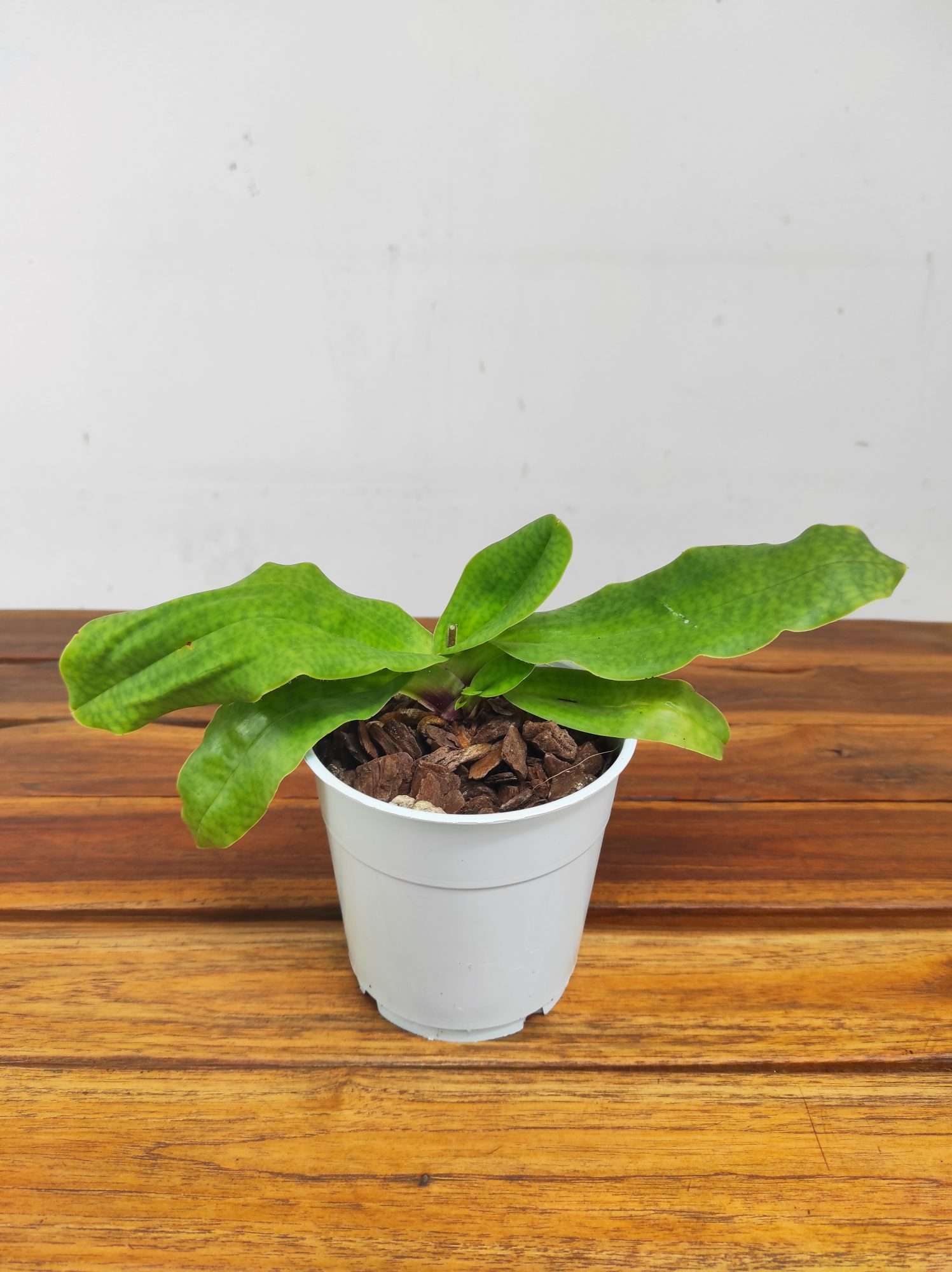 Paphiopedilum Sem Flor - V.12