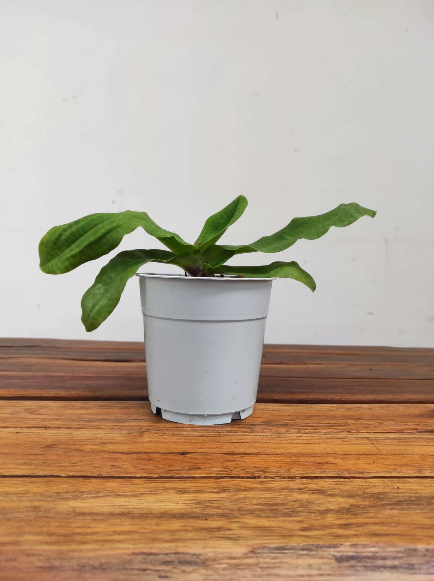 Paphiopedilum Sem Flor - V.12 - Image 2