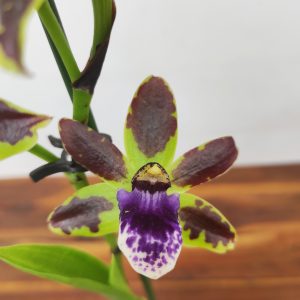 Zygopetalum 'Louisendorf'