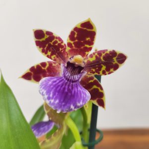 Zygopetalum 'Louisendorf'