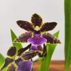 Zygopetalum 'Louisendorf'