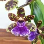 Zygopetalum 'Louisendorf'