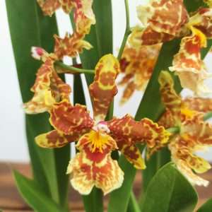 Cambria 2 Hastes - V.12