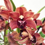 Cymbidium 1 Haste - V.14