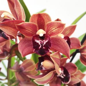 Cymbidium 1 Haste - V.14