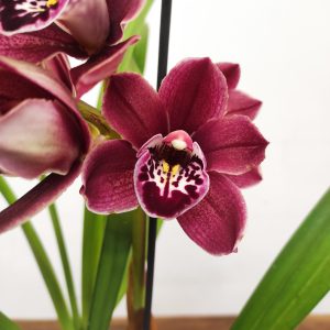 Cymbidium 1 Haste - V.14