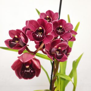 Cymbidium 1 Haste - V.14