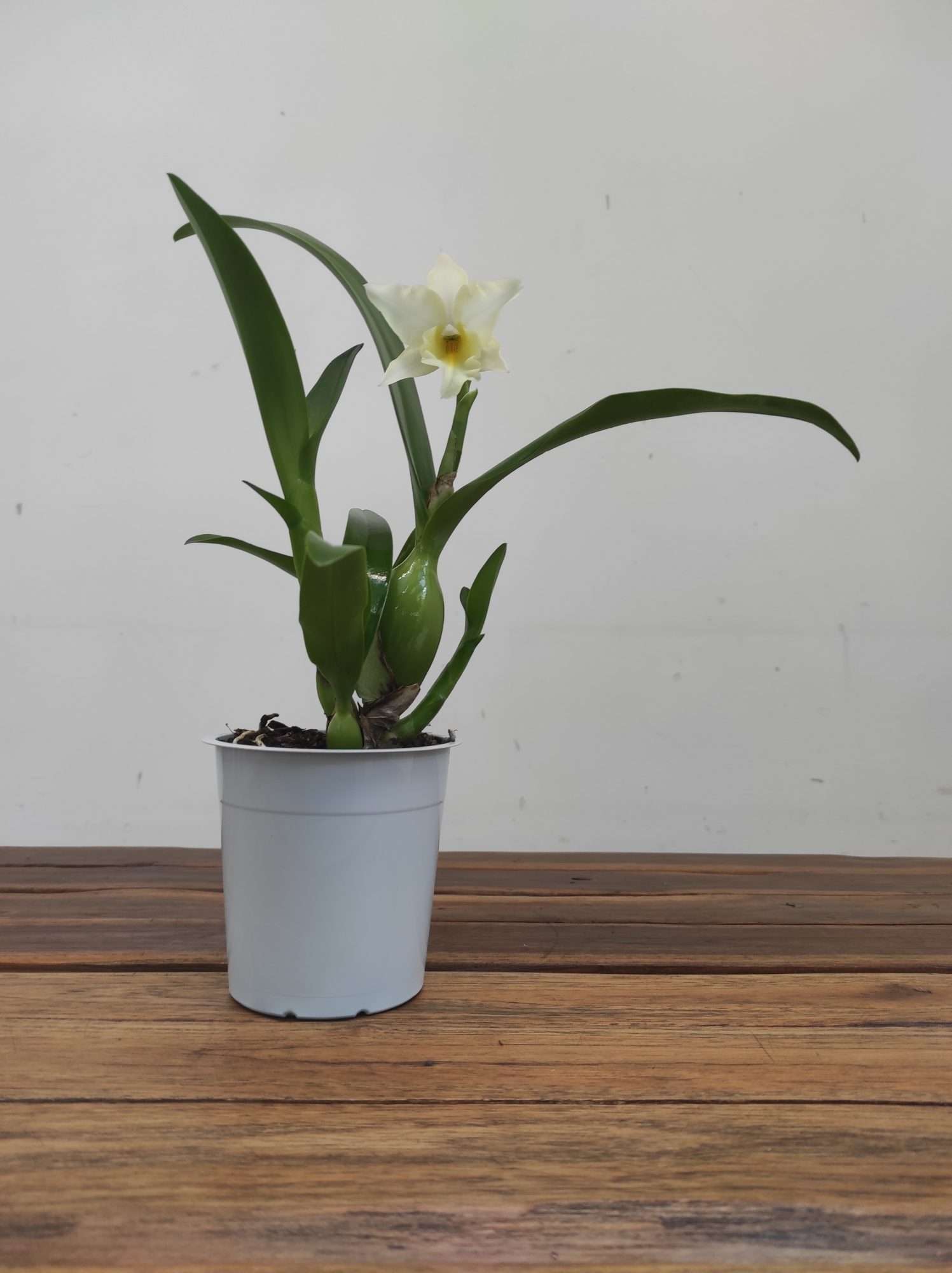 Cattleya V.12 - Image 2