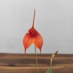 Masdevallia Laranja V.6