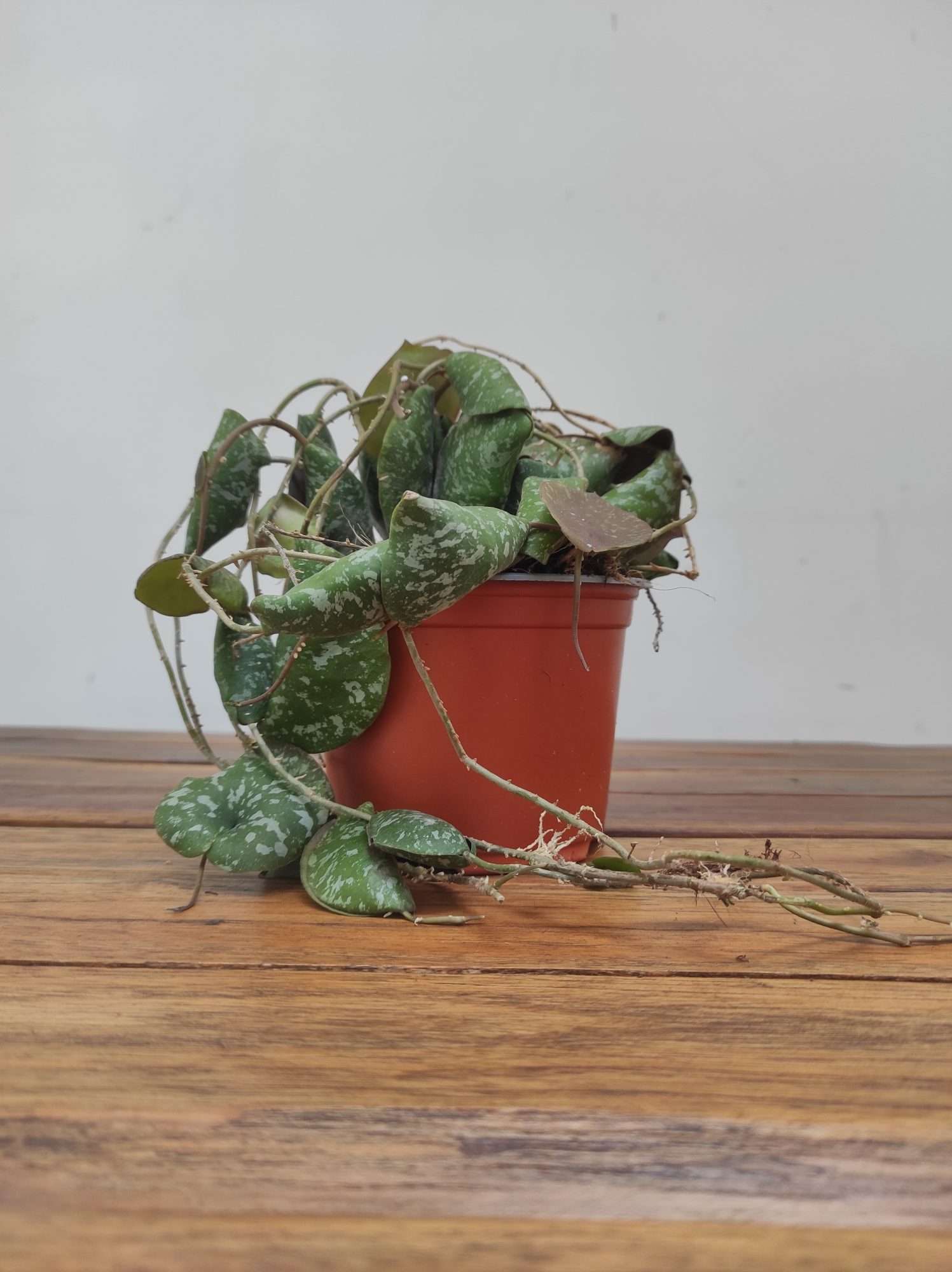 Hoya 'Imbricata' - Image 2