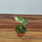 Alocasia 'Dragon Scale Mint