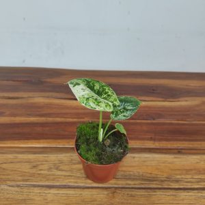 Alocasia 'Dragon Scale Mint